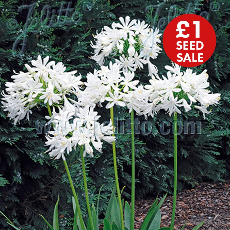 Agapanthus Getty White Seeds