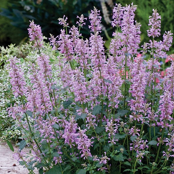 Agastache Rose Mint Seeds