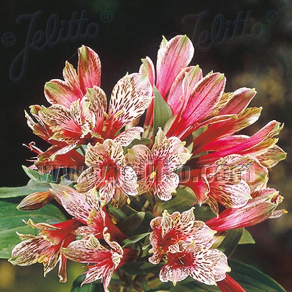 Alstroemeria Mona Lisa Seeds