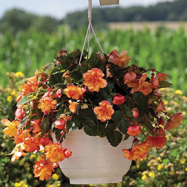 Begonia Illumination Golden Picotee F1 Seeds