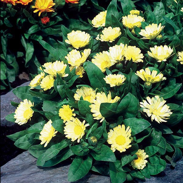 Calendula Lemon Daisy