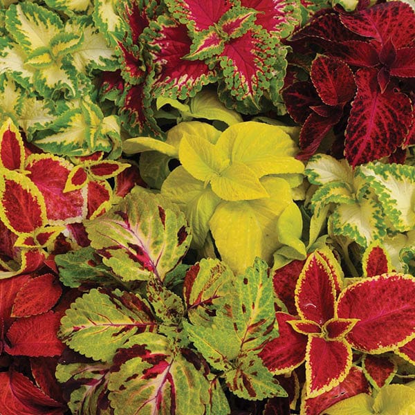 Coleus Wizard Mixed Seeds