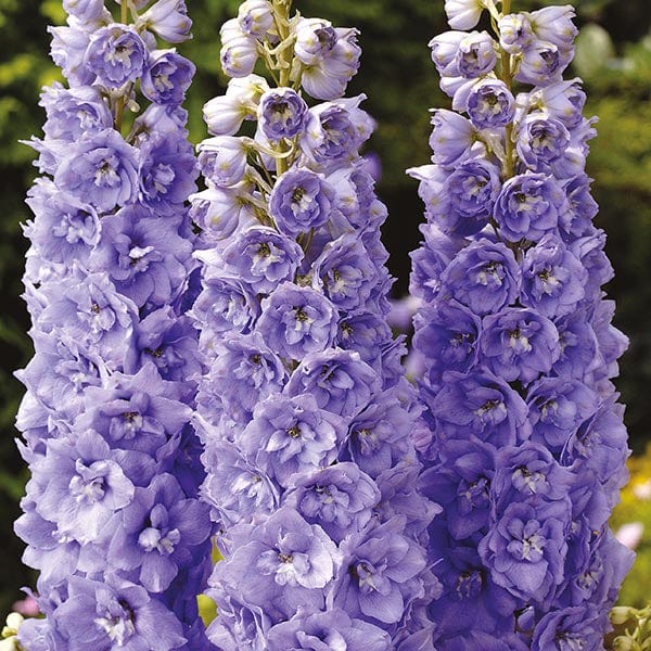 Delphinium Centurion Lavender F1 Seeds