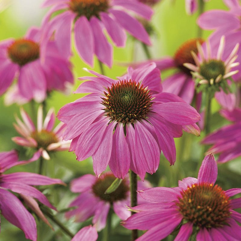 Echinacea PowWow Wild Berry Seeds