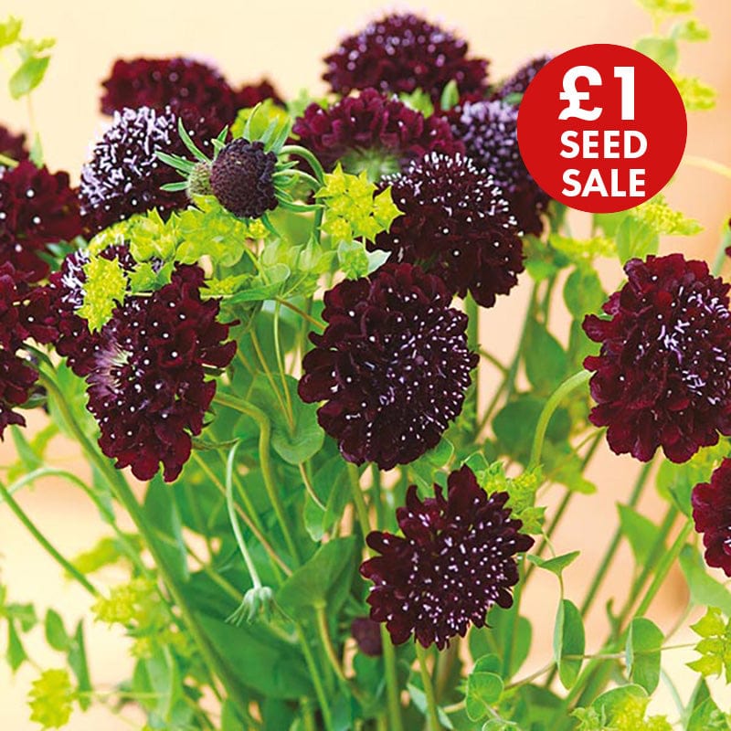 Scabious Black Knight