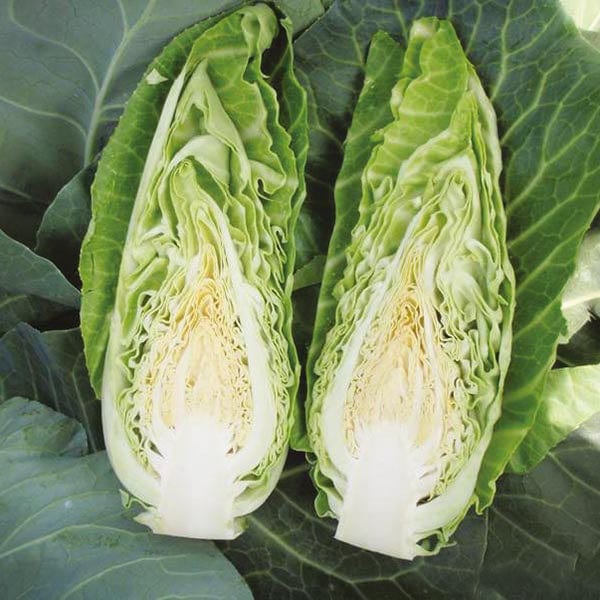 Cabbage Dutchman F1 Seeds