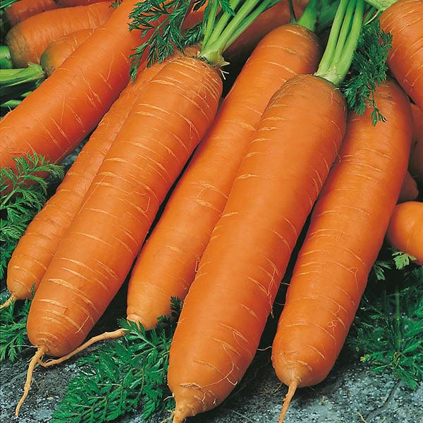 Carrot Flyaway F1 (Organic) Seeds
