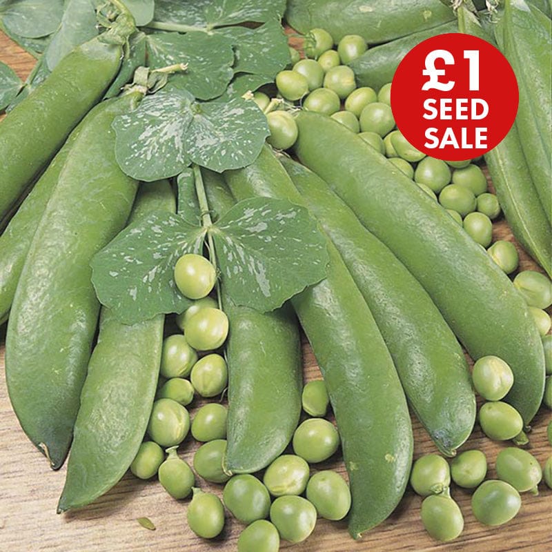 Pea Alderman Seeds