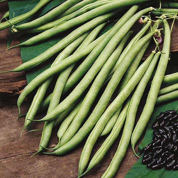 Climbing Bean Cobra (Organic) Seeds