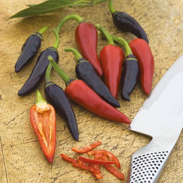 Pepper (Hot) Gusto Purple F1