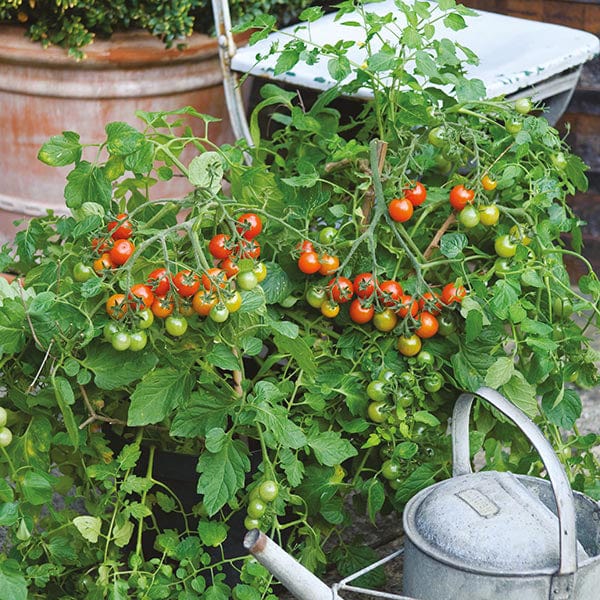 Tomato (Cherry) Losetto F1 Seeds