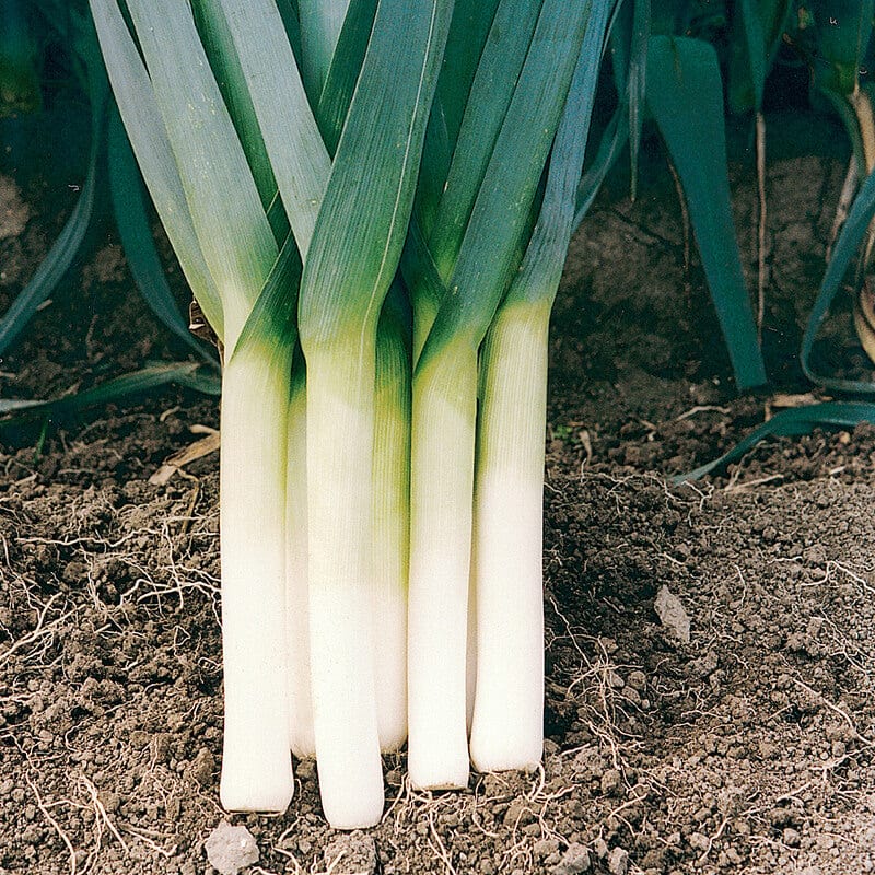 20 Plants (LATE) Leek Porbella Vegetable Plants