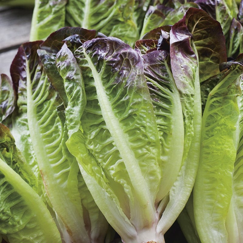 Lettuce Amaze Seeds