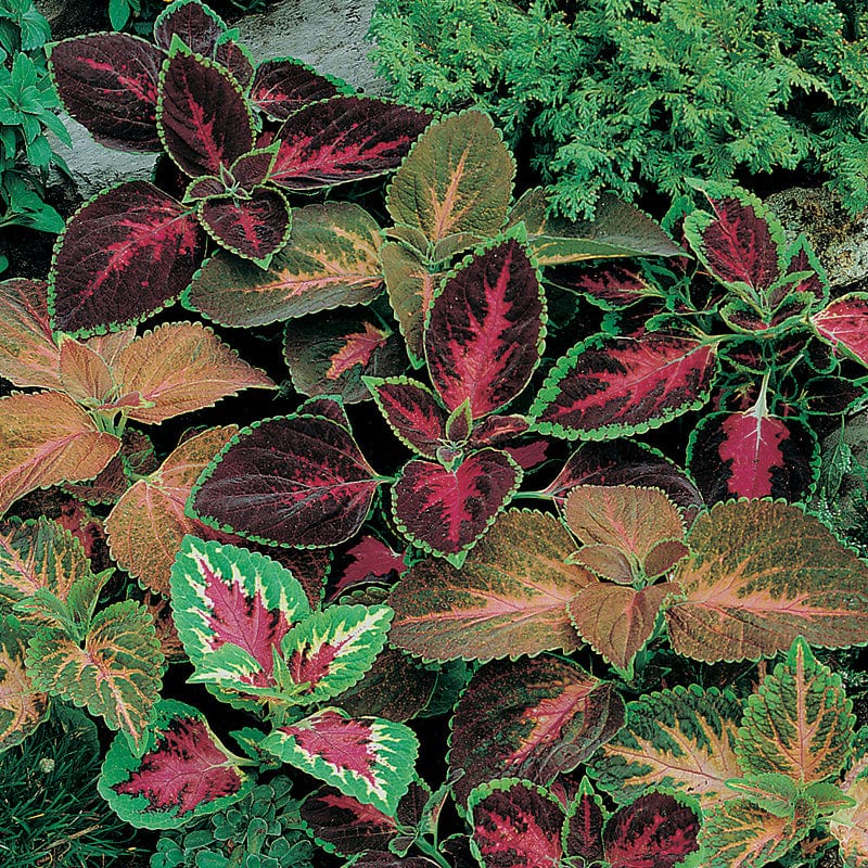 Coleus Rainbow Mixed