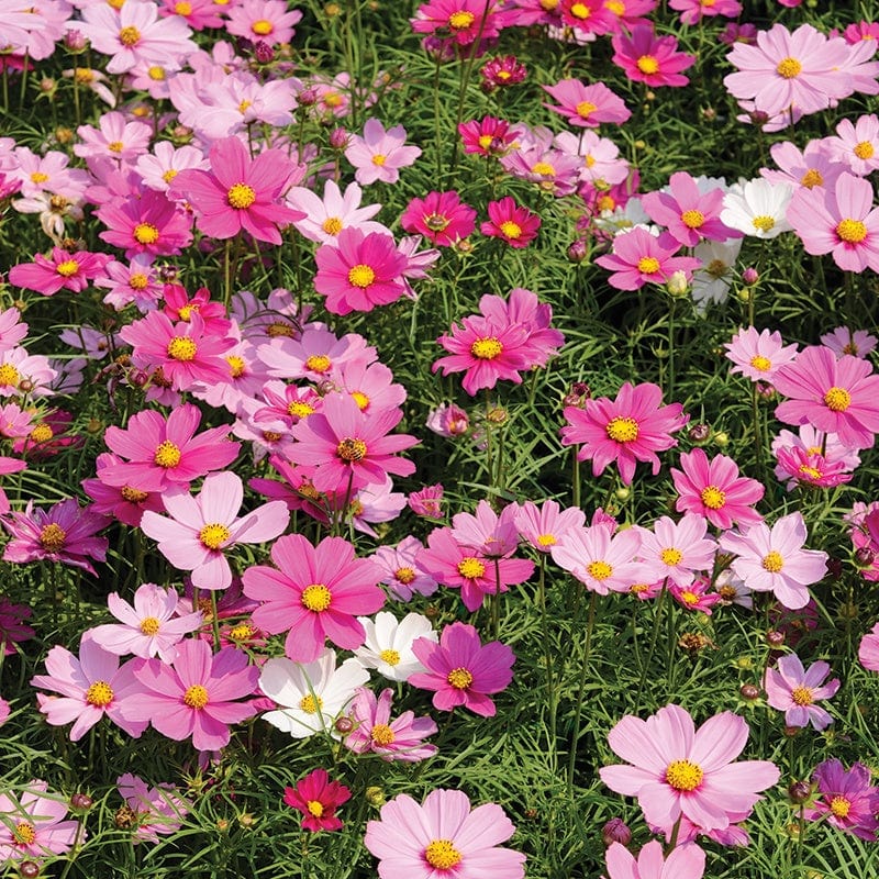 Cosmos Dwarf Sensation Mixed