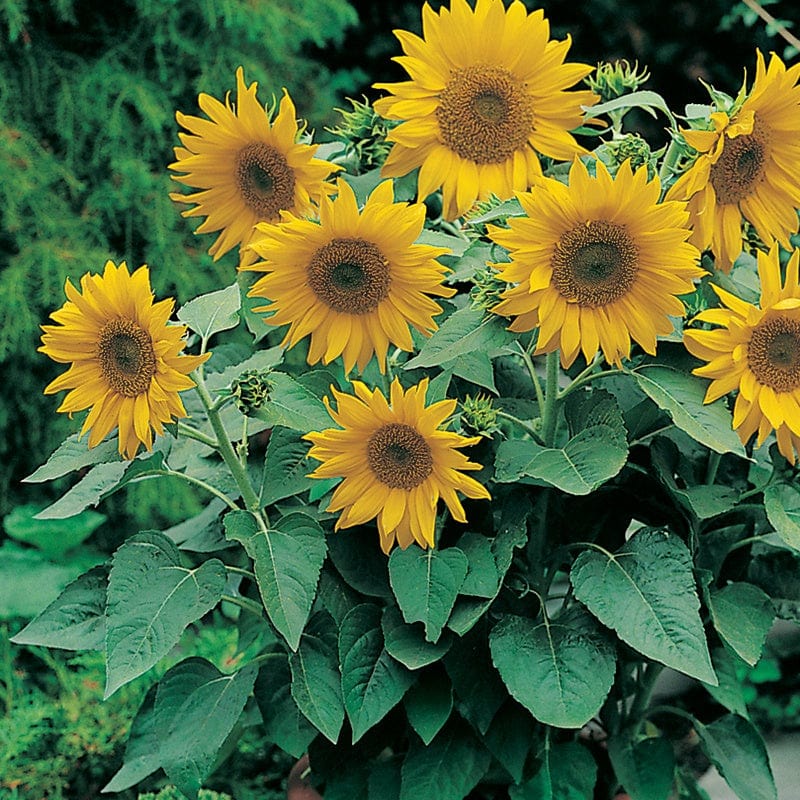 Sunflower Pacino