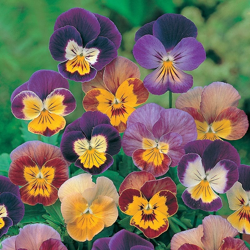 Viola Bambini Mixed Seeds