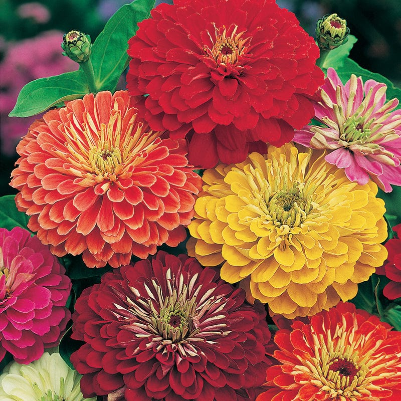 Zinnia Giant Double Seeds