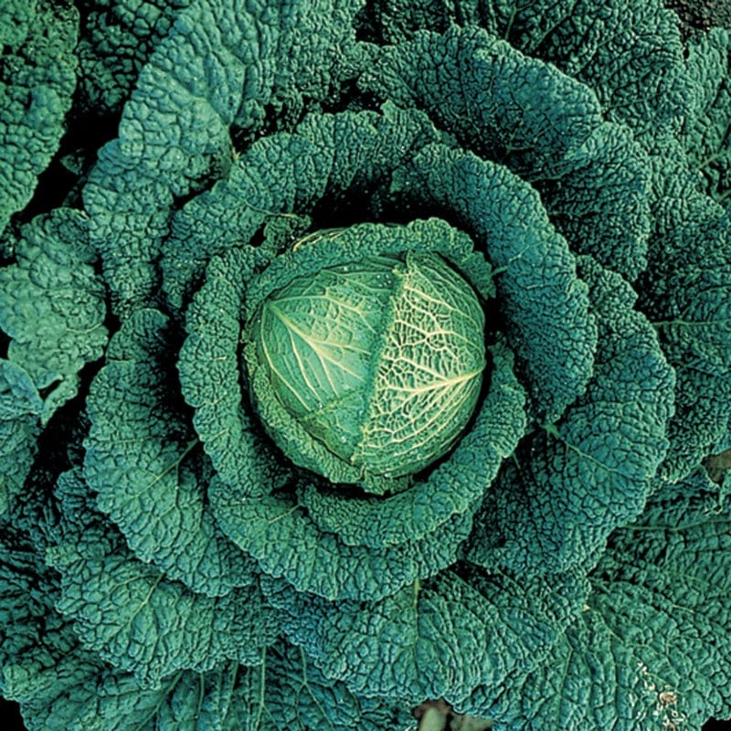 Cabbage (Savoy) Vertus 3 Seeds