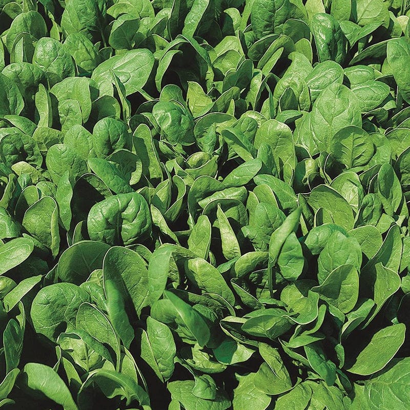 Spinach Lazio F1 Seeds