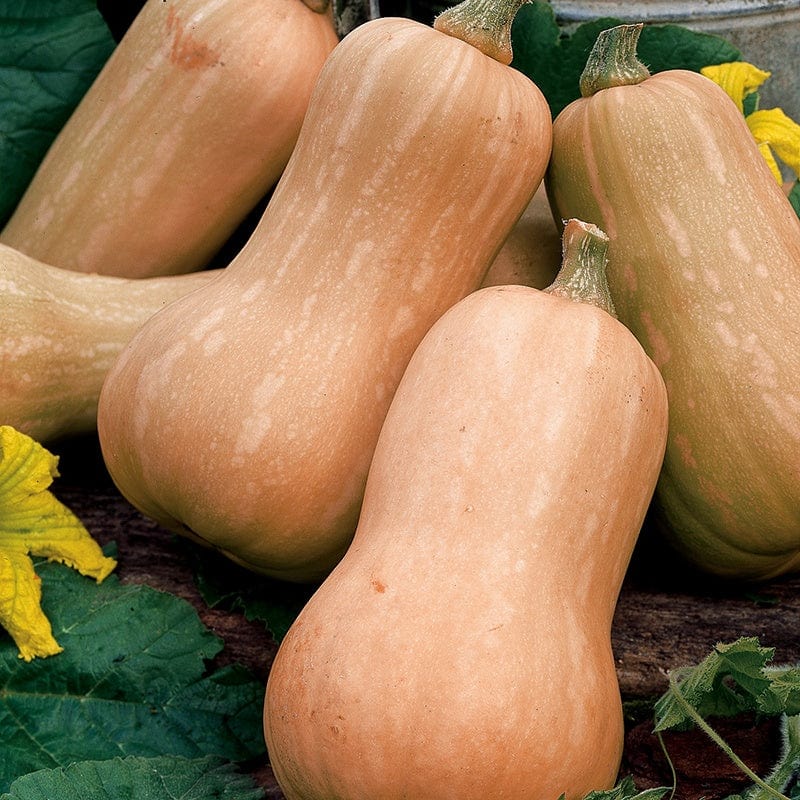 Squash (Winter) Butternut Butterfly F1 Squash