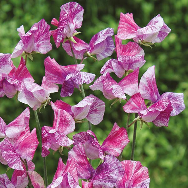 Sweet Pea Pandemonium Seeds