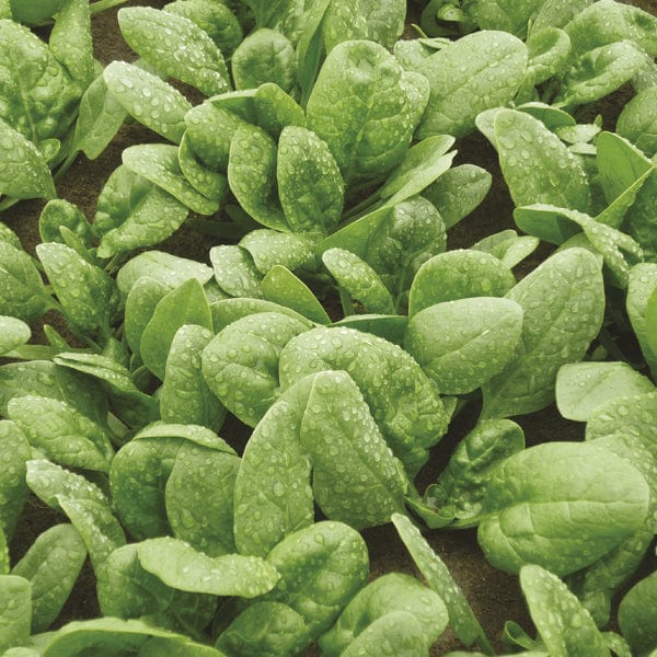 Spinach Cello F1 Seeds