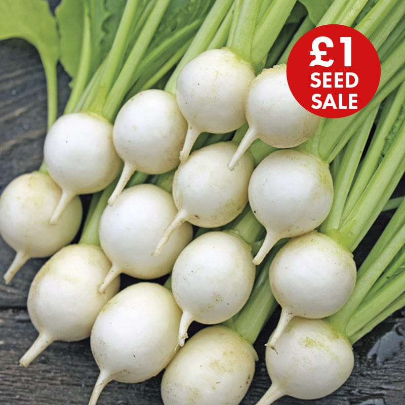 Turnip Sweet Marble F1 Seeds