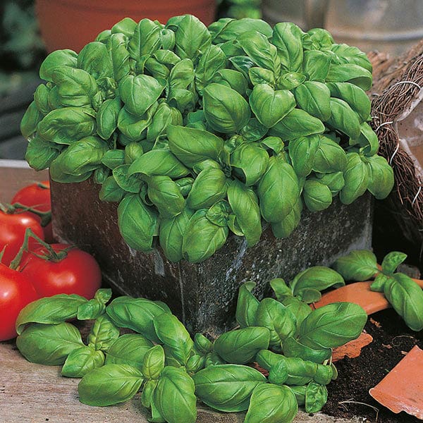 David Domoney, Get Growing Basil - Sweet