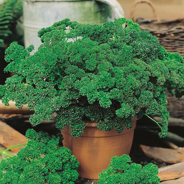 David Domoney Get Growing Parsley Curled Seeds