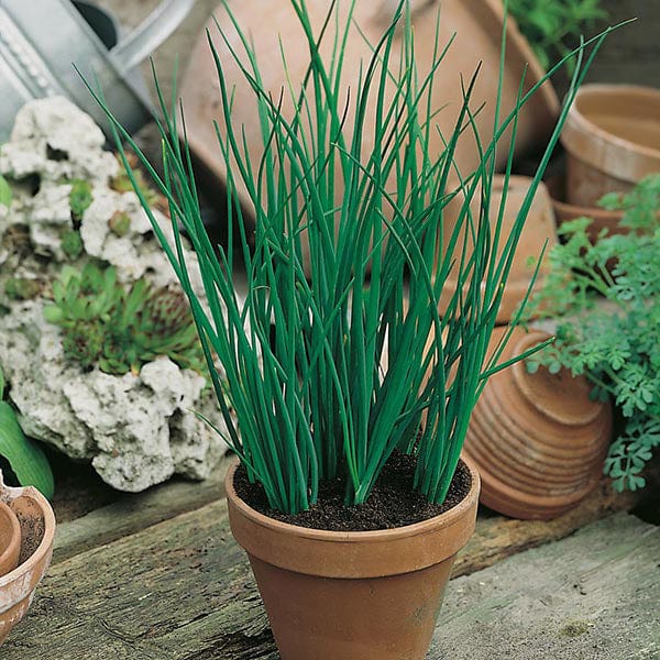 David Domoney, Get Growing Chives Seeds