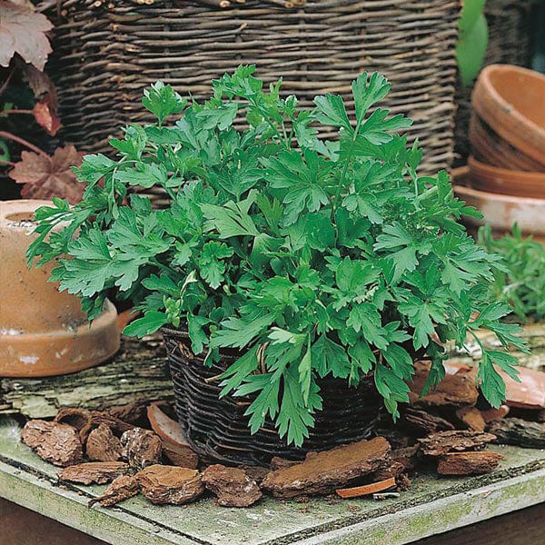 David Domoney Get Growing Parsley Flat Seeds