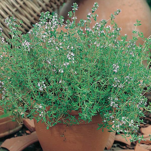 David Domoney Get Growing Thyme