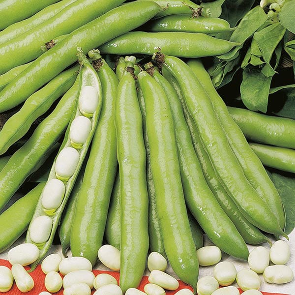 David Domoney, Get Growing Broad Bean