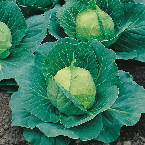 David Domoney, Get Growing Cabbage Ball Seeds