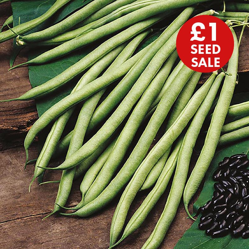 David Domoney, Get Growing Climbing Bean Seeds