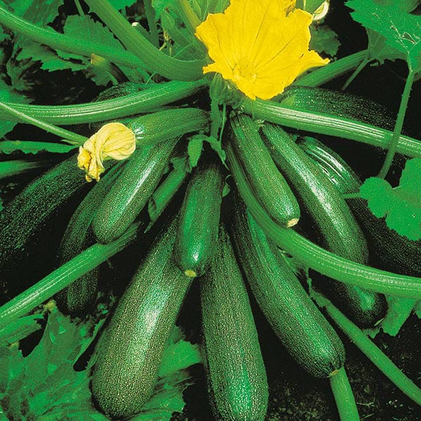 David Domoney, Get Growing Courgette Seeds