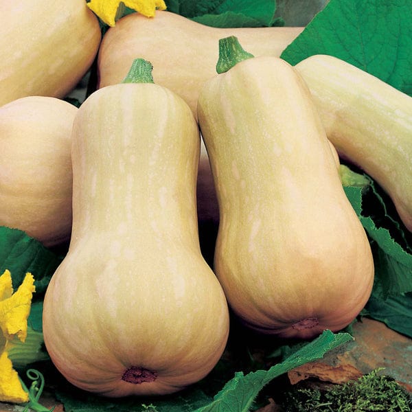 David Domoney, Get Growing Squash Butternut Seeds