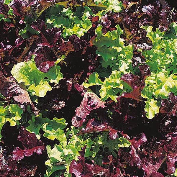 David Domoney, Get Growing Lettuce Loose Leaf