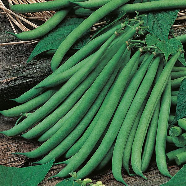 David Domoney, Get Growing Dwarf Bean