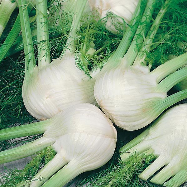 David Domoney, Get Growing Fennel