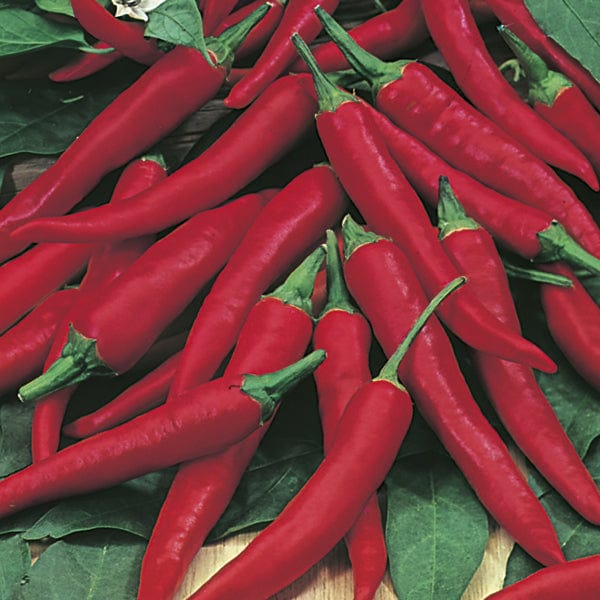 David Domoney, Get Growing Pepper Hot Red
