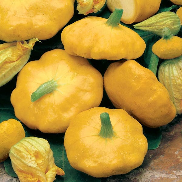 David Domoney, Get Growing Squash Summer Seeds