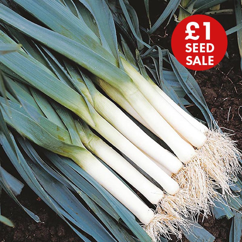 David Domoney, Get Growing Leek Seeds