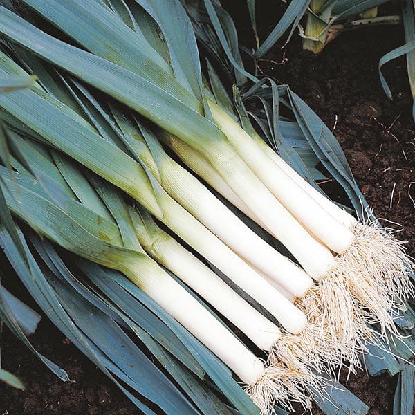 David Domoney, Get Growing Leek Seeds