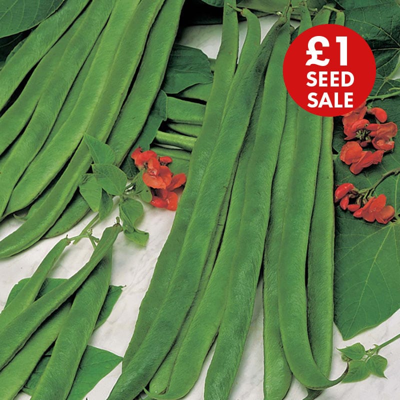 David Domoney, Get Growing Runner Bean Seeds