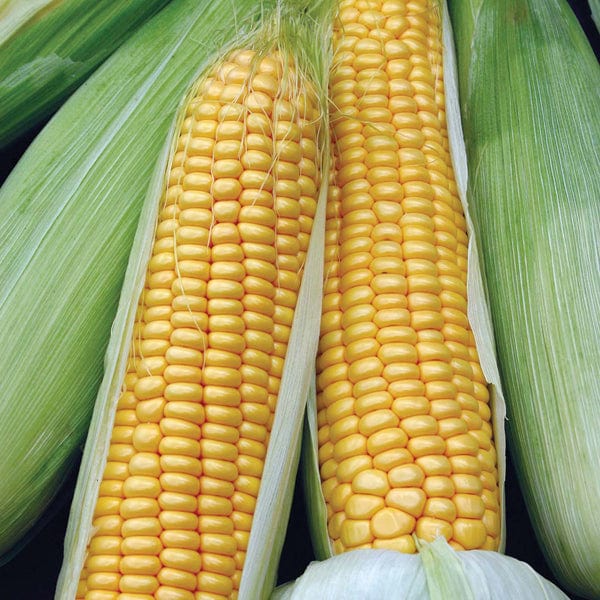 David Domoney, Get Growing Sweet corn Seeds