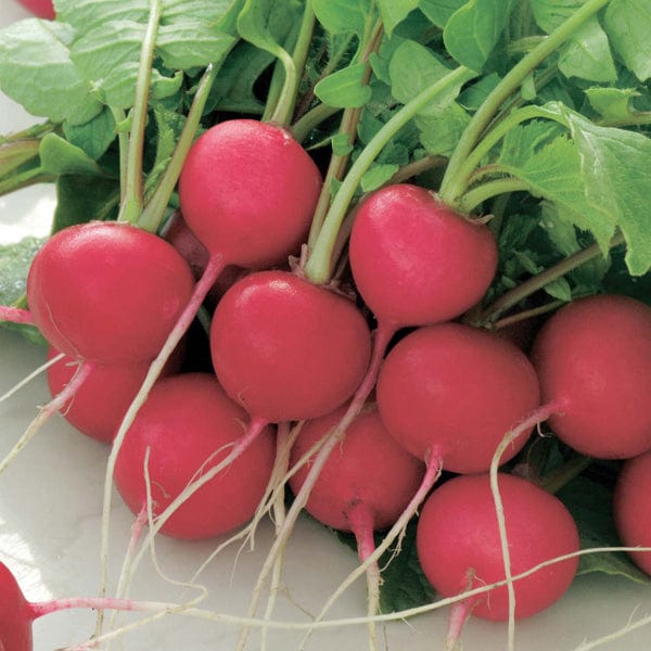 David Domoney, Get Growing Radish Seeds