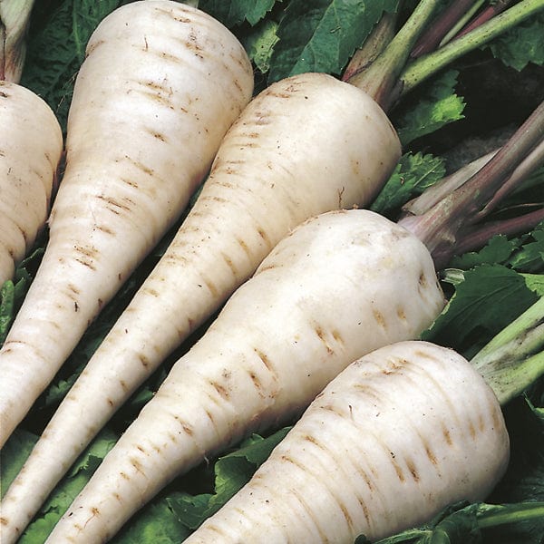 David Domoney, Get Growing Parsnip White Gem Seeds