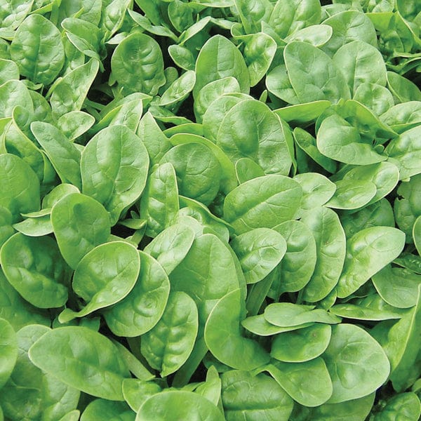 David Domoney, Get Growing Spinach Seeds